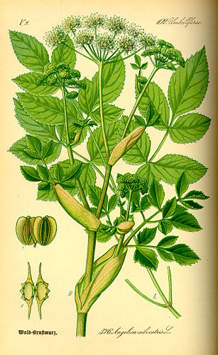 angelica sylvestris